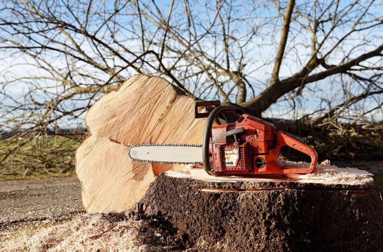 red saw on tree stump